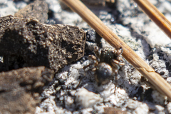 Habronattus hirsutus