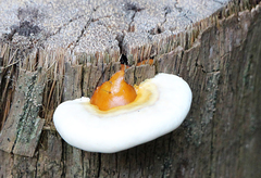 Ganoderma zonatum