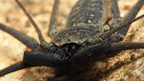 Paraphrynus pococki