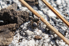 Habronattus hirsutus