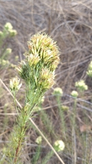 Pseudobrickellia brasiliensis