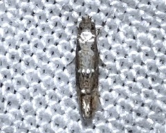 Tineidae clade b