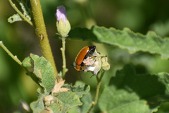 Tetraonyx frontalis