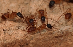 Camponotus nigriceps