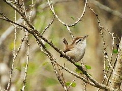 Uropsila leucogastra