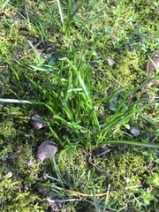 Ornithogalum umbellatum