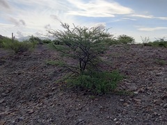 Prosopis palmeri
