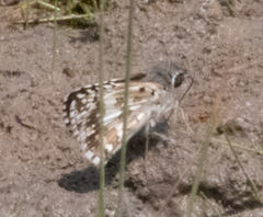 Burnsius communis