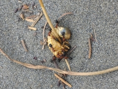 Polyphylla decemlineata