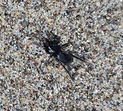Zelotes