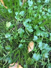 Ornithogalum umbellatum