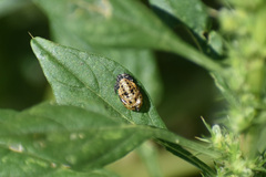 Coccinellinae