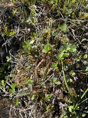 Pedicularis flammea