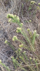 Pseudobrickellia brasiliensis