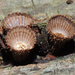Fluted Bird's Nest Fungus - Photo (c) Rob Curtis, some rights reserved (CC BY-NC-SA), uploaded by Rob Curtis