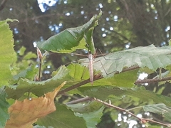 Tipula maxima