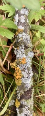 Teloschistes chrysophthalmus