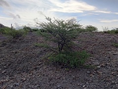 Prosopis palmeri