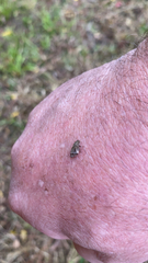 Lepyronia quadrangularis