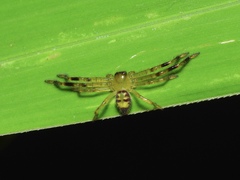 Olios
