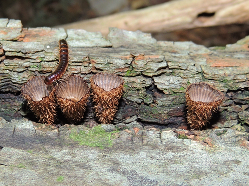 fluted bird's nest fungus