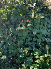 Ipomoea coccinea