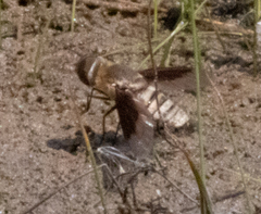 Exoprosopa brevirostris