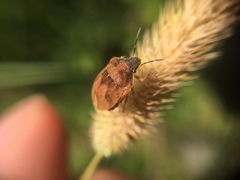 Homaemus aeneifrons