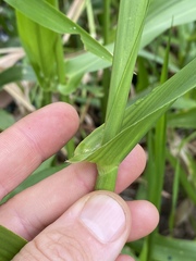 Hymenachne amplexicaulis