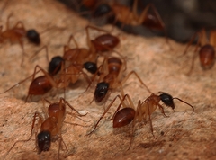 Camponotus nigriceps