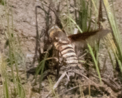 Exoprosopa brevirostris