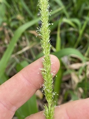 Hymenachne amplexicaulis