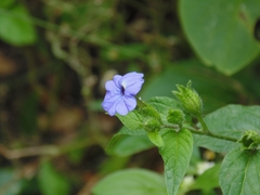Browallia americana
