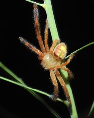 Olios