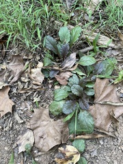 Ajuga reptans