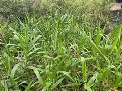 Hymenachne amplexicaulis