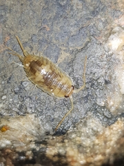 Ligia oceanica