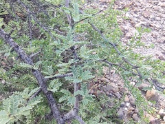 Prosopis palmeri