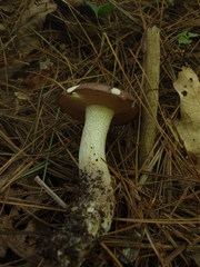 Suillus weaverae