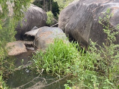 Hymenachne amplexicaulis