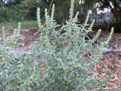 Ambrosia maritima