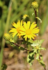 Grindelia