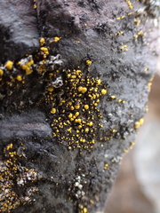Candelariella