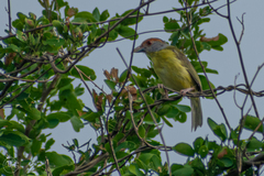 Cyclarhis gujanensis