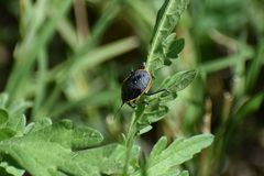 Chlorochroa