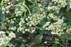 Parthenium fruticosum