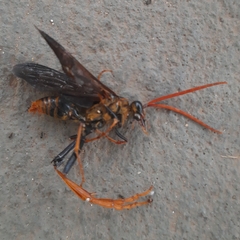 Pompiloidea