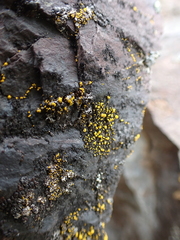 Candelariella