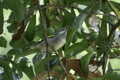 Vermivora chrysoptera