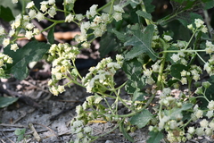 Parthenium fruticosum